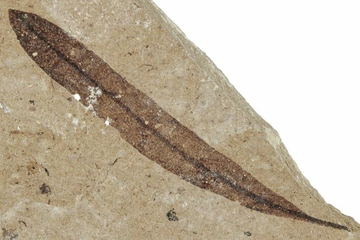 Fossil Leaf (Andromeda) - France #254260